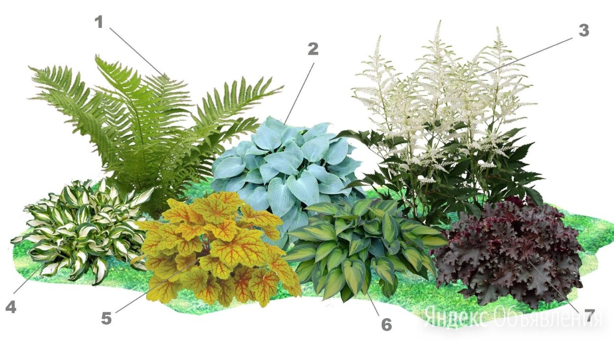 Клумбы миксбордеры непрерывного цветения