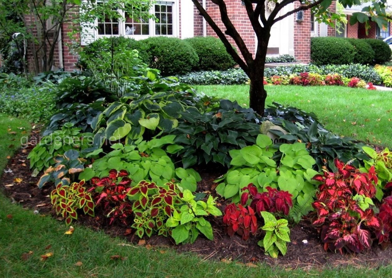 Клумба Хоста и астильба и пионы