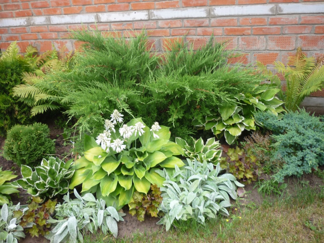 Теневая клумба гейхера Хоста