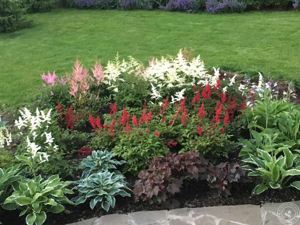 Тенелюбивые растения Хоста