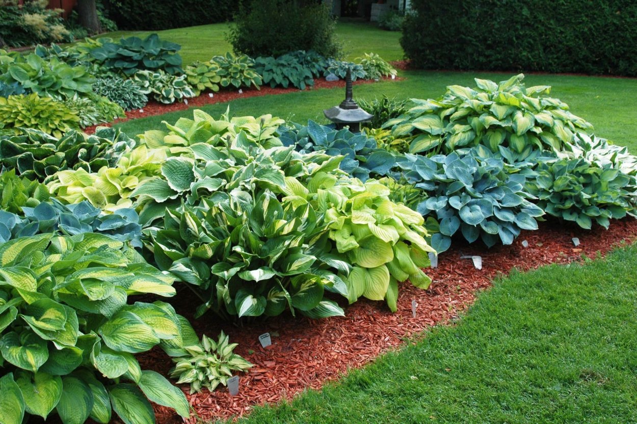 Клумба с розами хостами и гейхерами