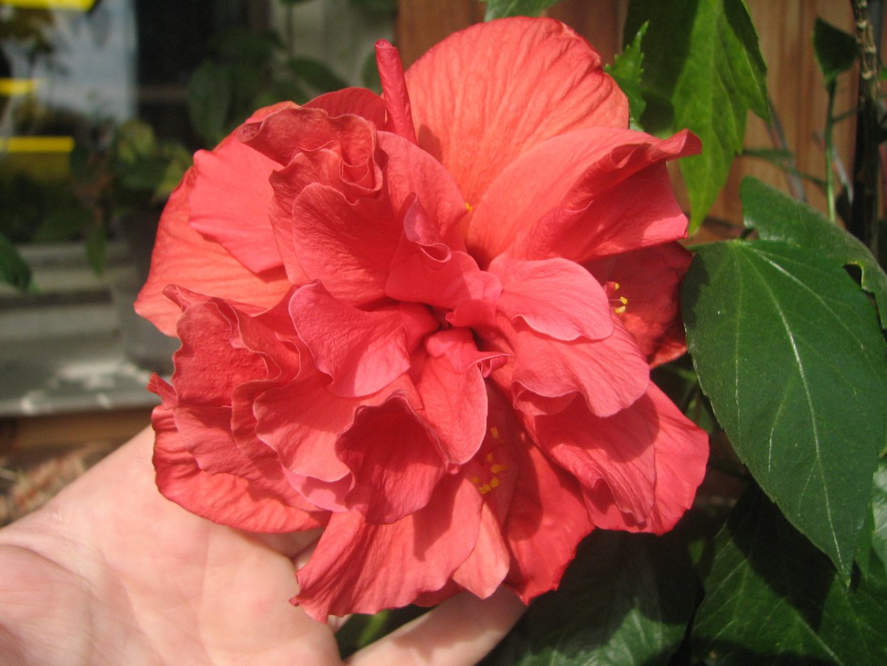 Гибискус древовидный махровый малиновый