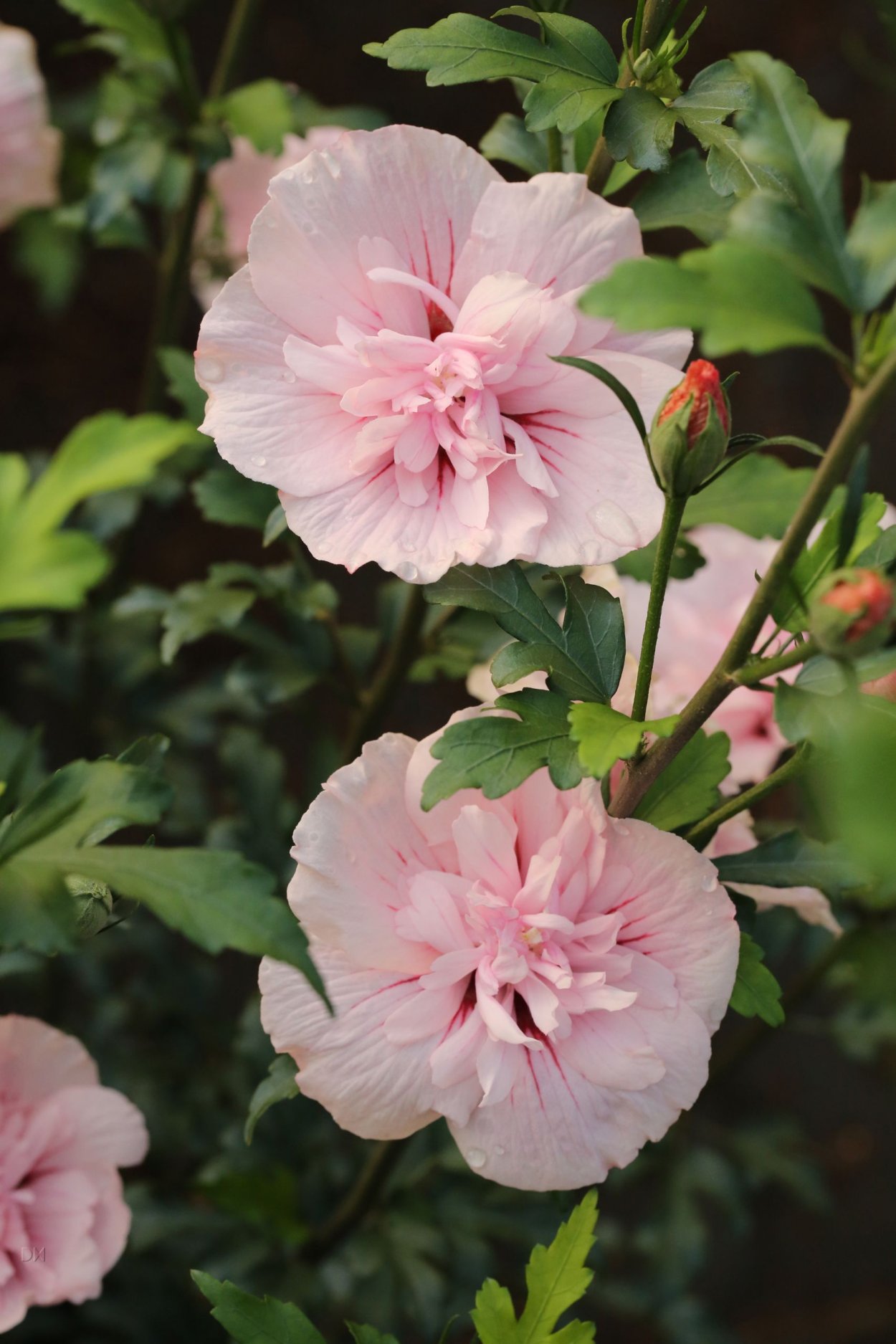 Hibiscus syriacus Pink Chiffon