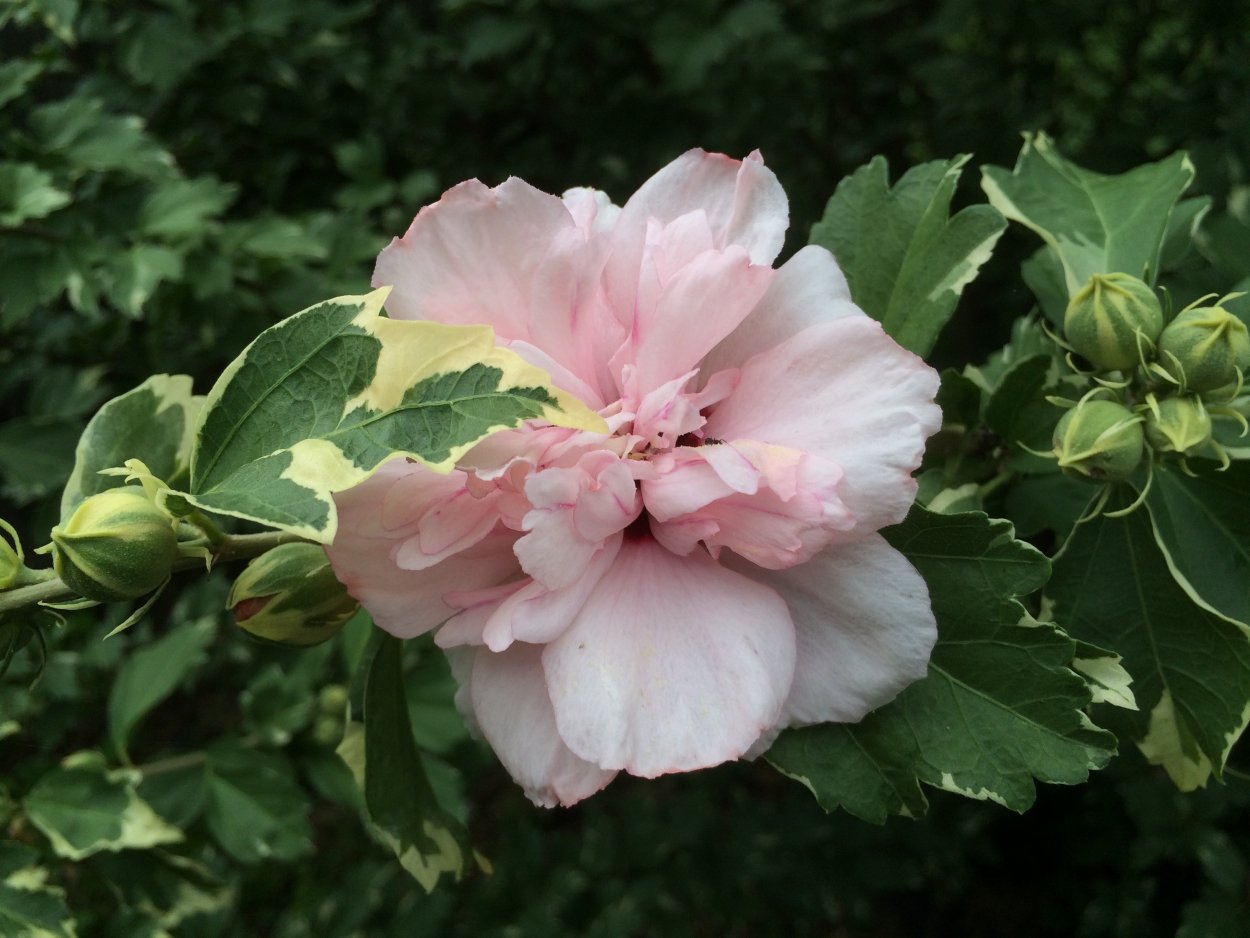 Гибискус сирийский Санрайз