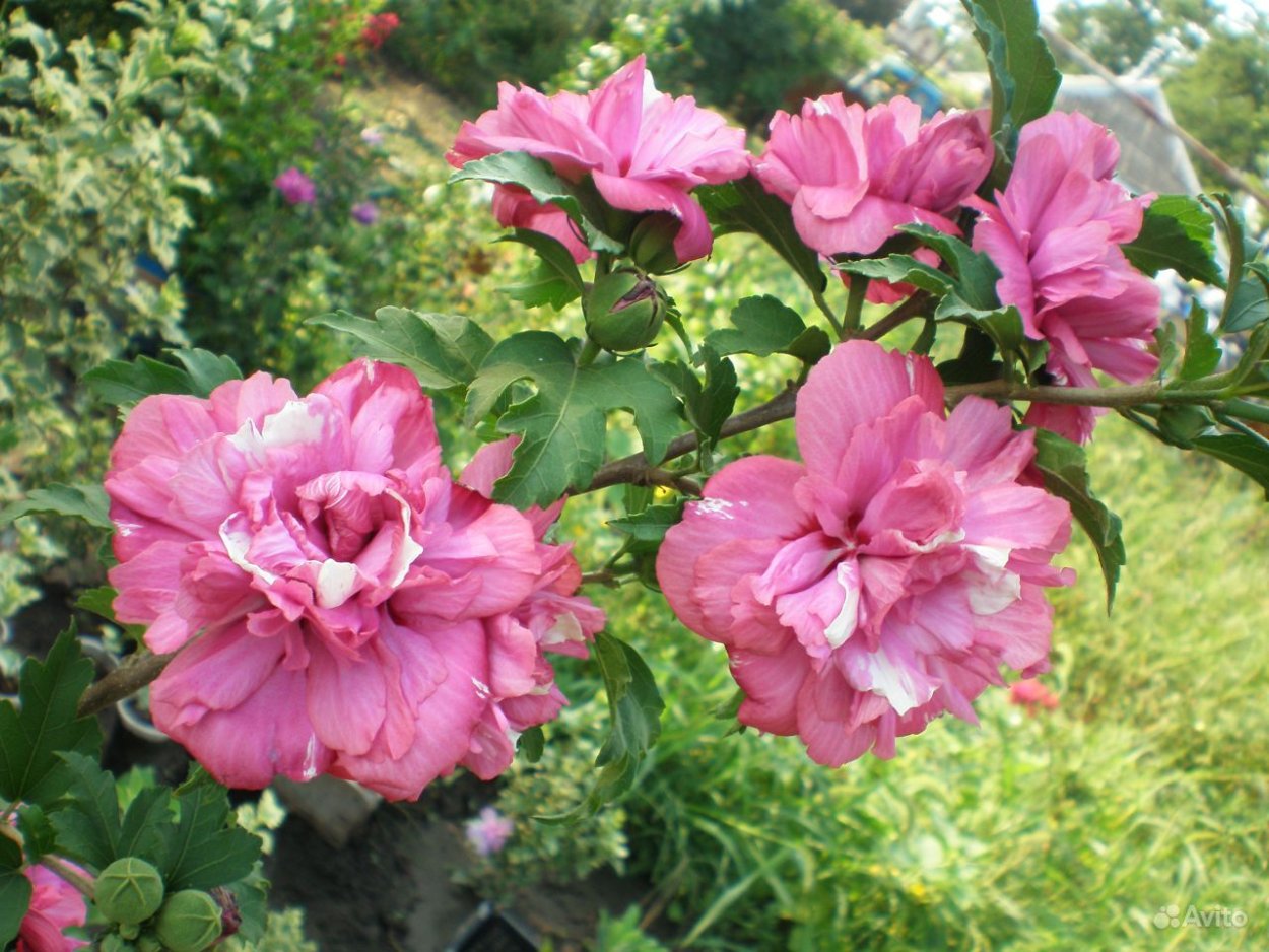 Гибискус сирийский красный махровый