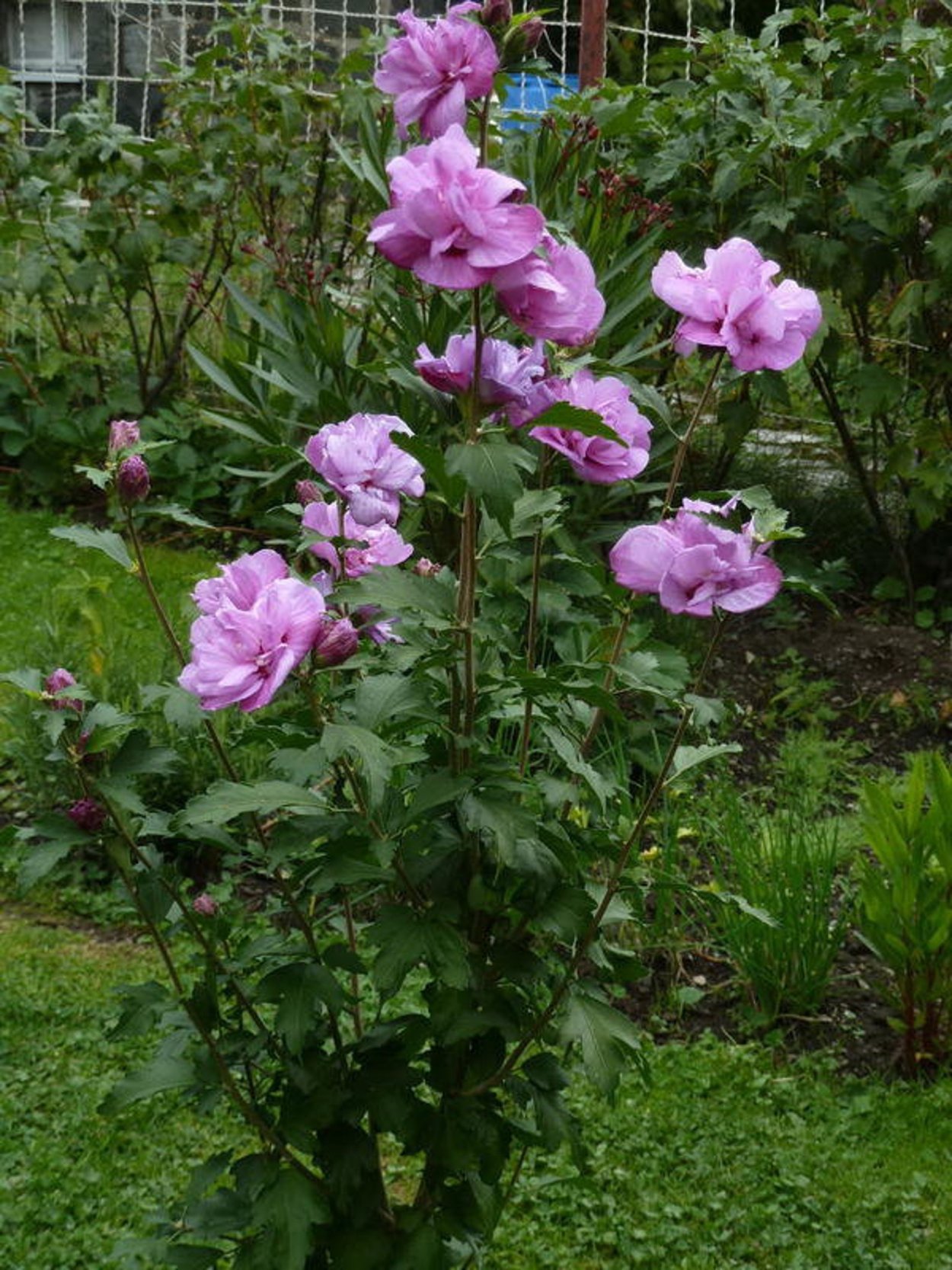 Гибискус древовидный махровый