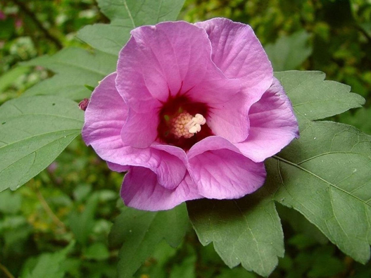 Гибискус травянистый садовый