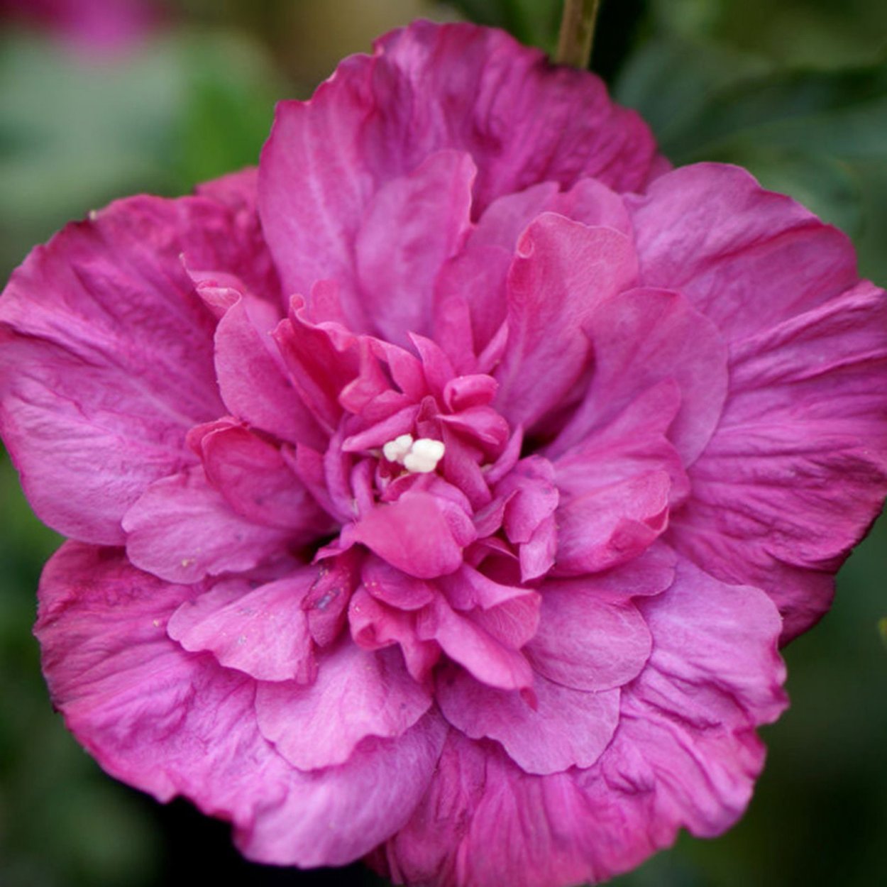 Маджента сирийский гибискус