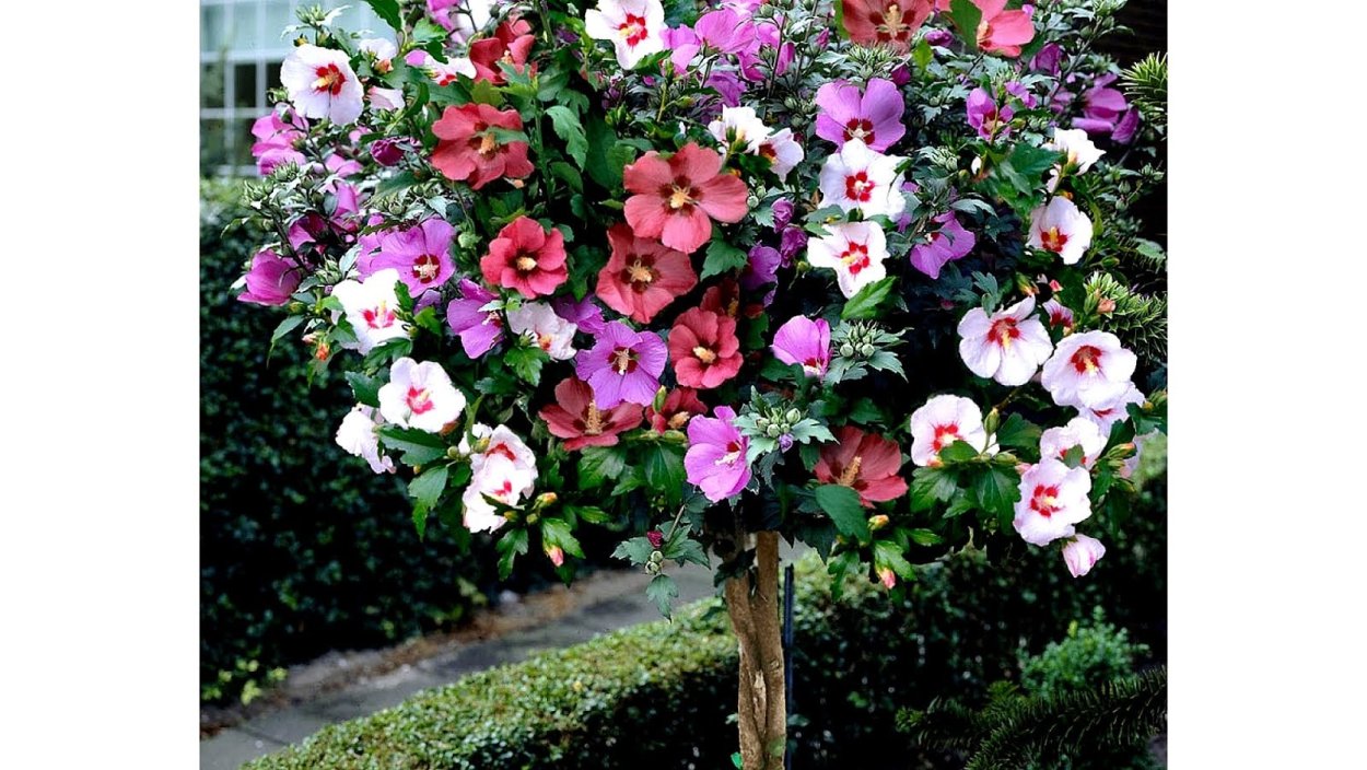 Гибискус сирийский перпл Раффлс