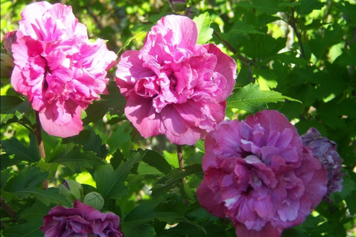 Гибискус duc de Brabant