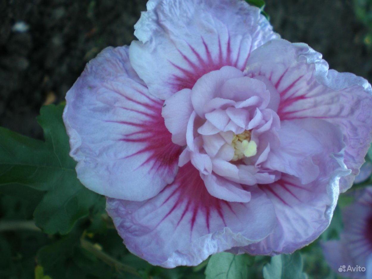 Гибискус дерево