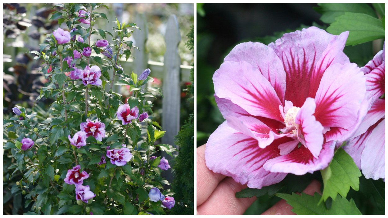 Гибискус штамбовый