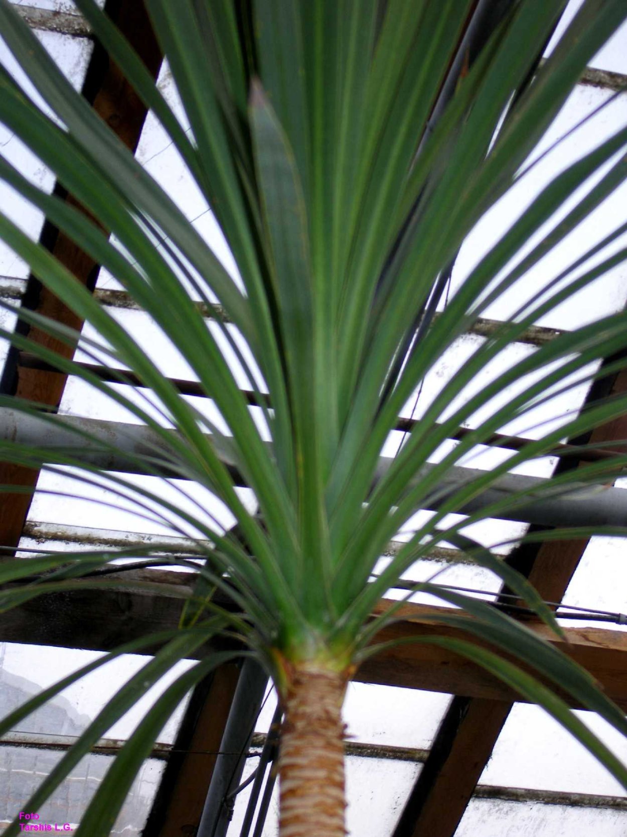 колючая пальма с длинными листьями название фото