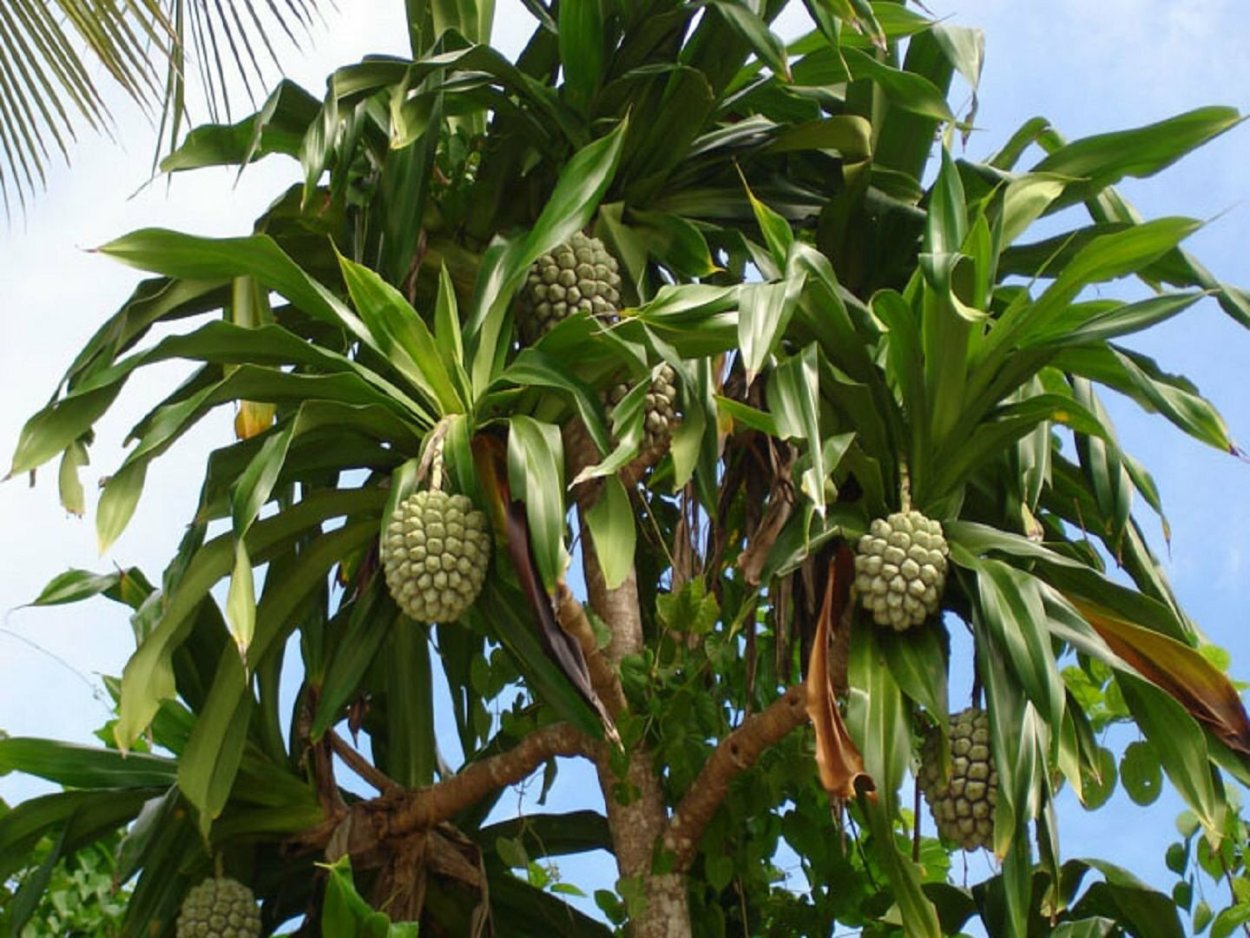 Панданус цветок