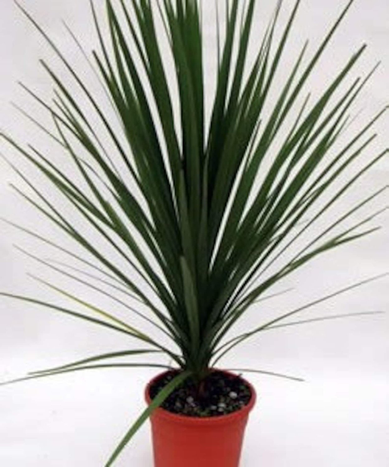 Цветок с острыми длинными листьями