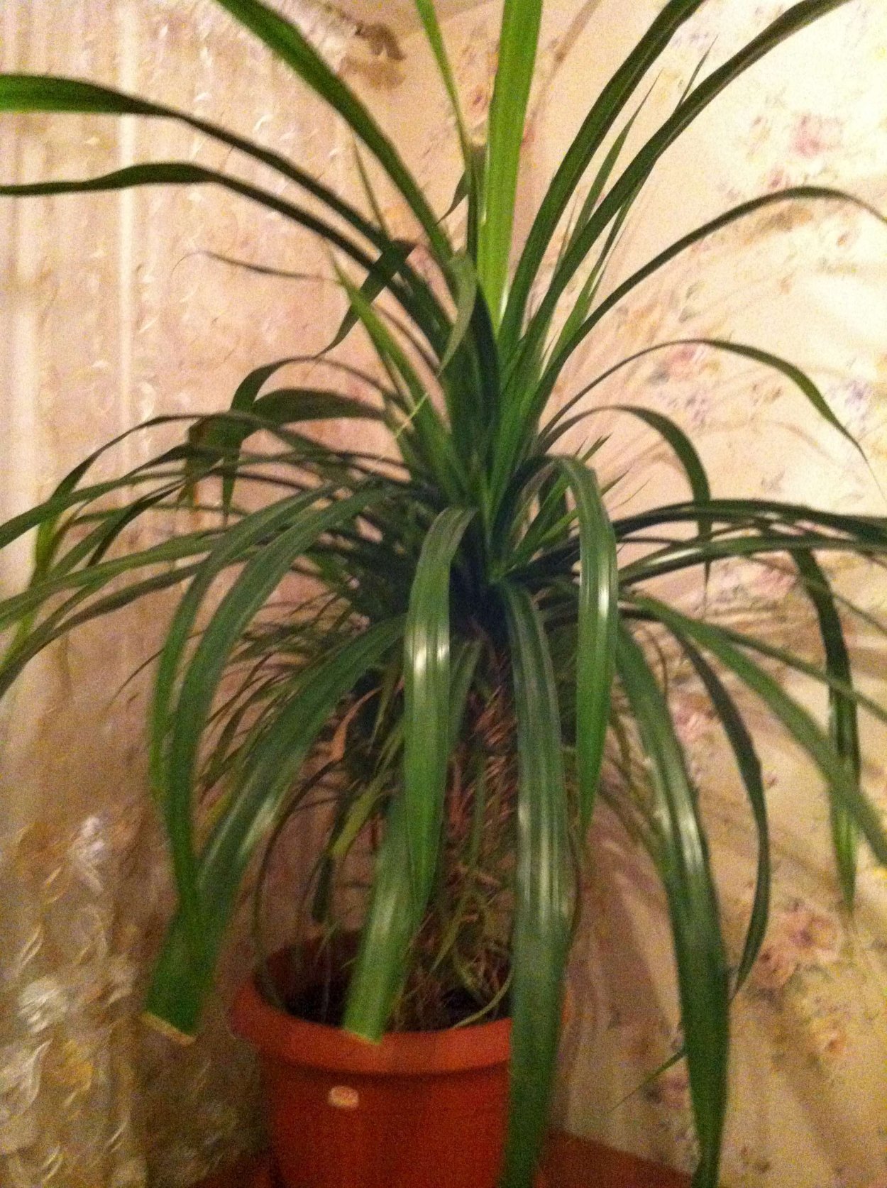 Юкка Драцена панданус