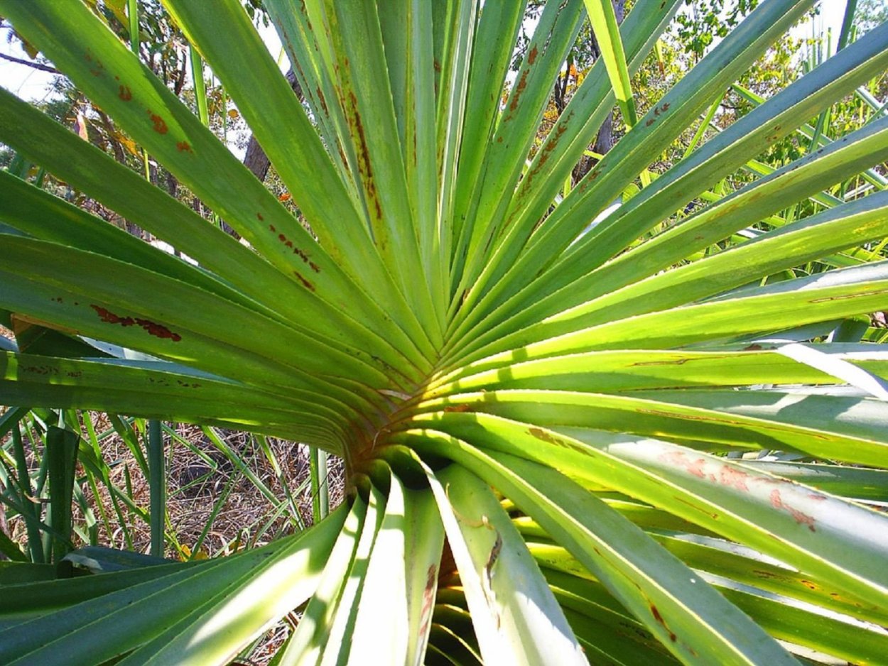 Панданус винтовая Пальма