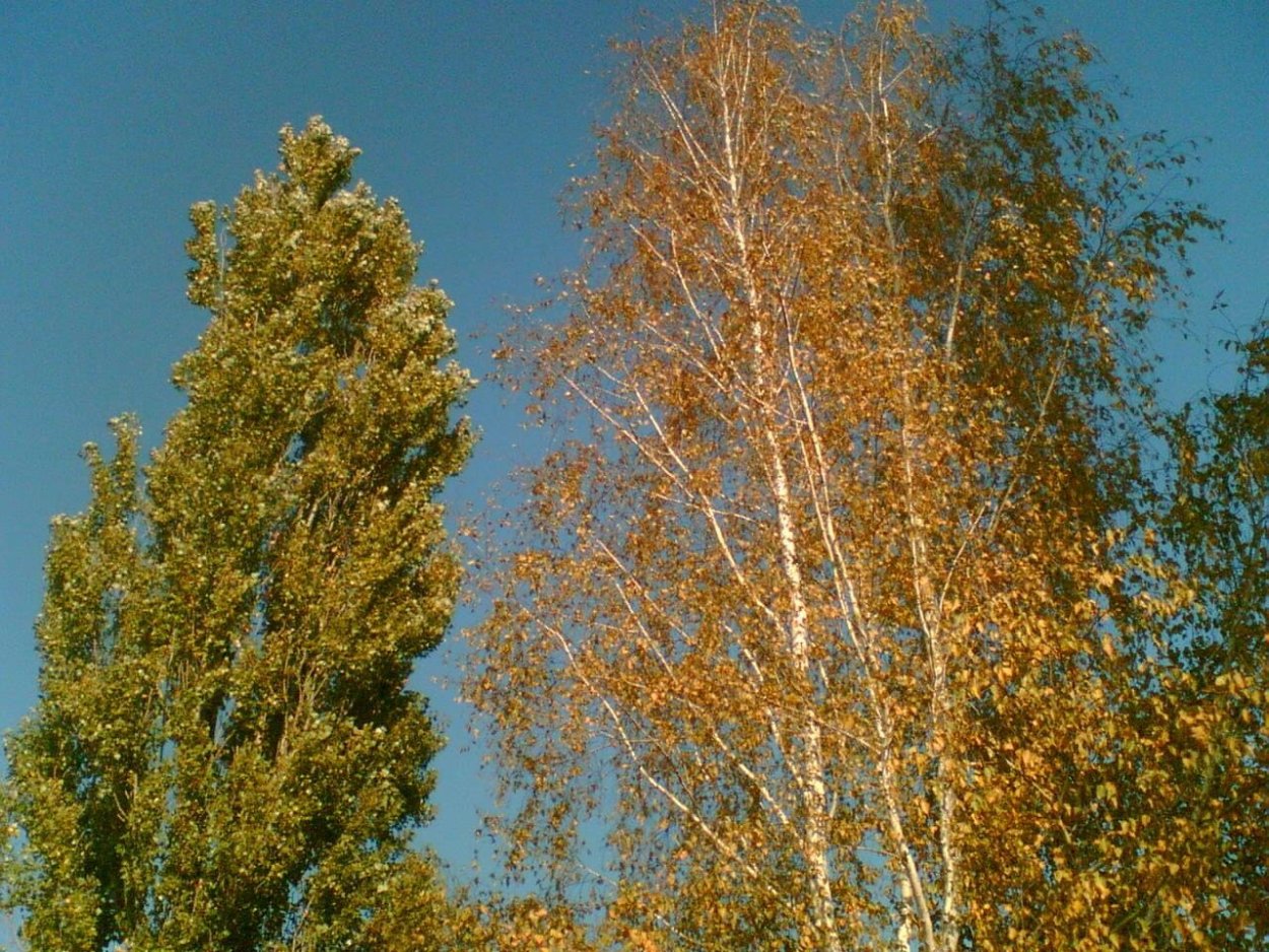 Береза Тополь осина