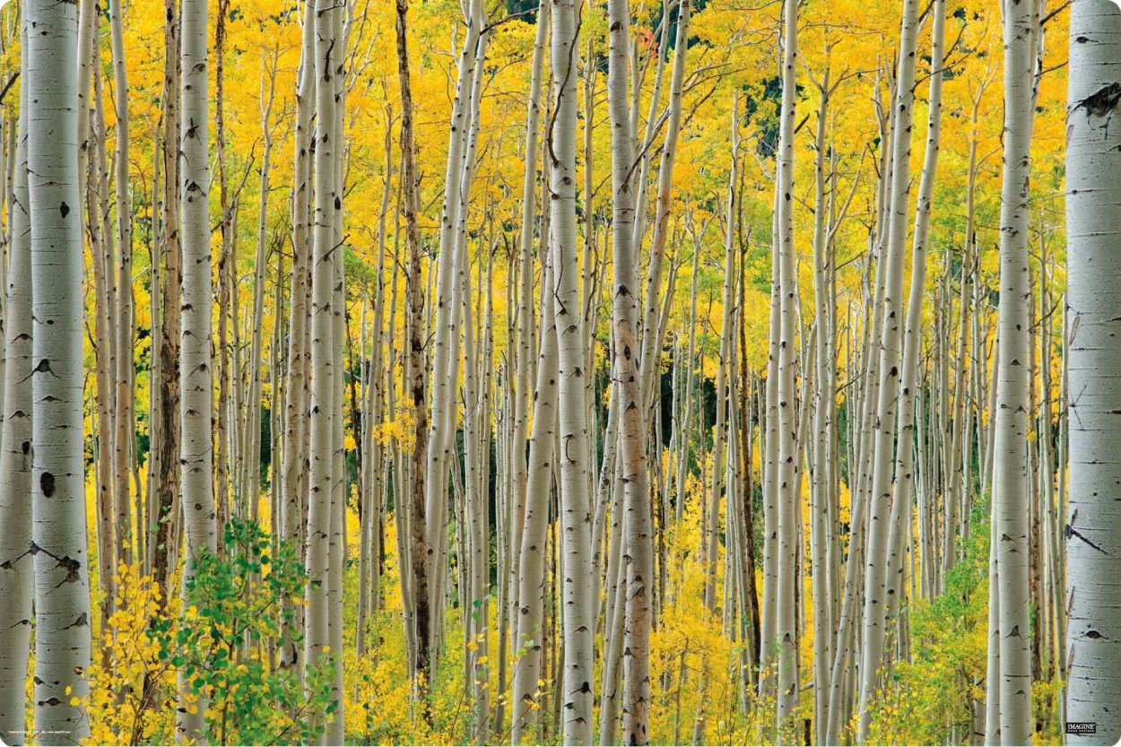 Осиновая роща Пандо