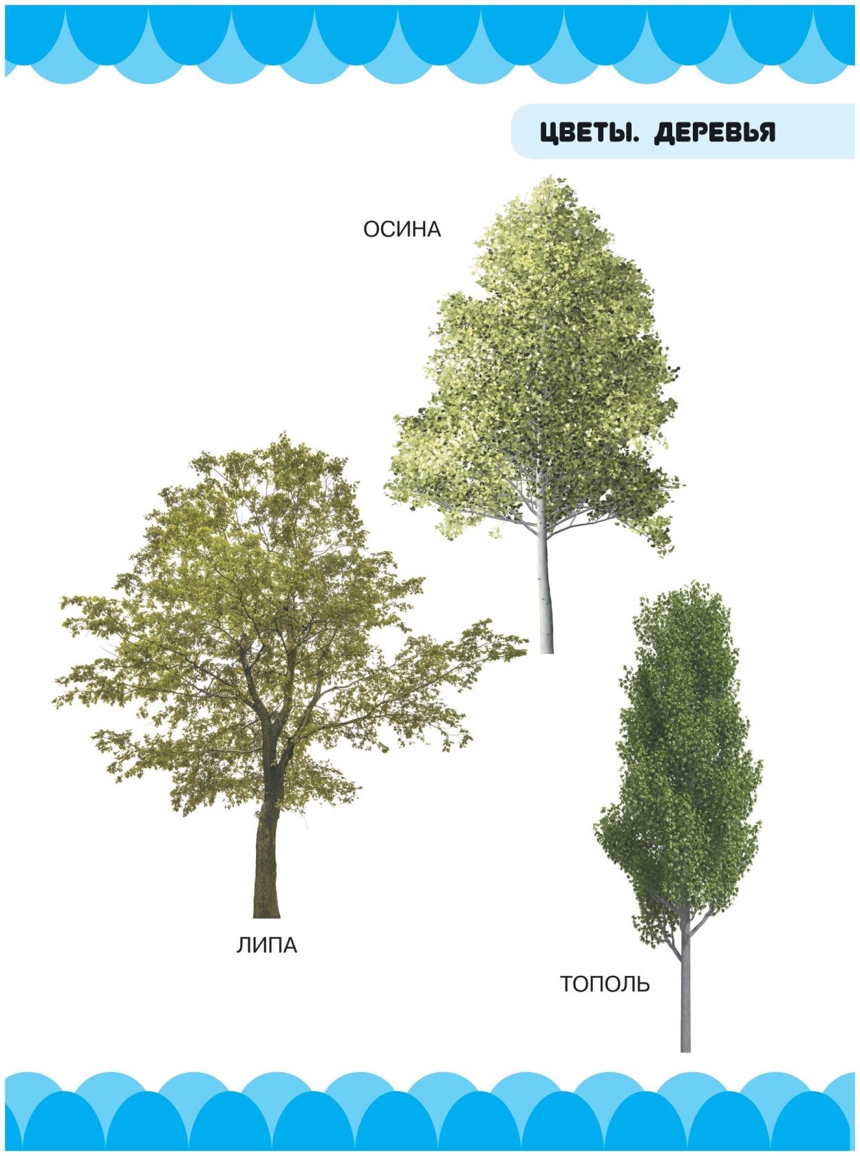 Осина Тополь липа