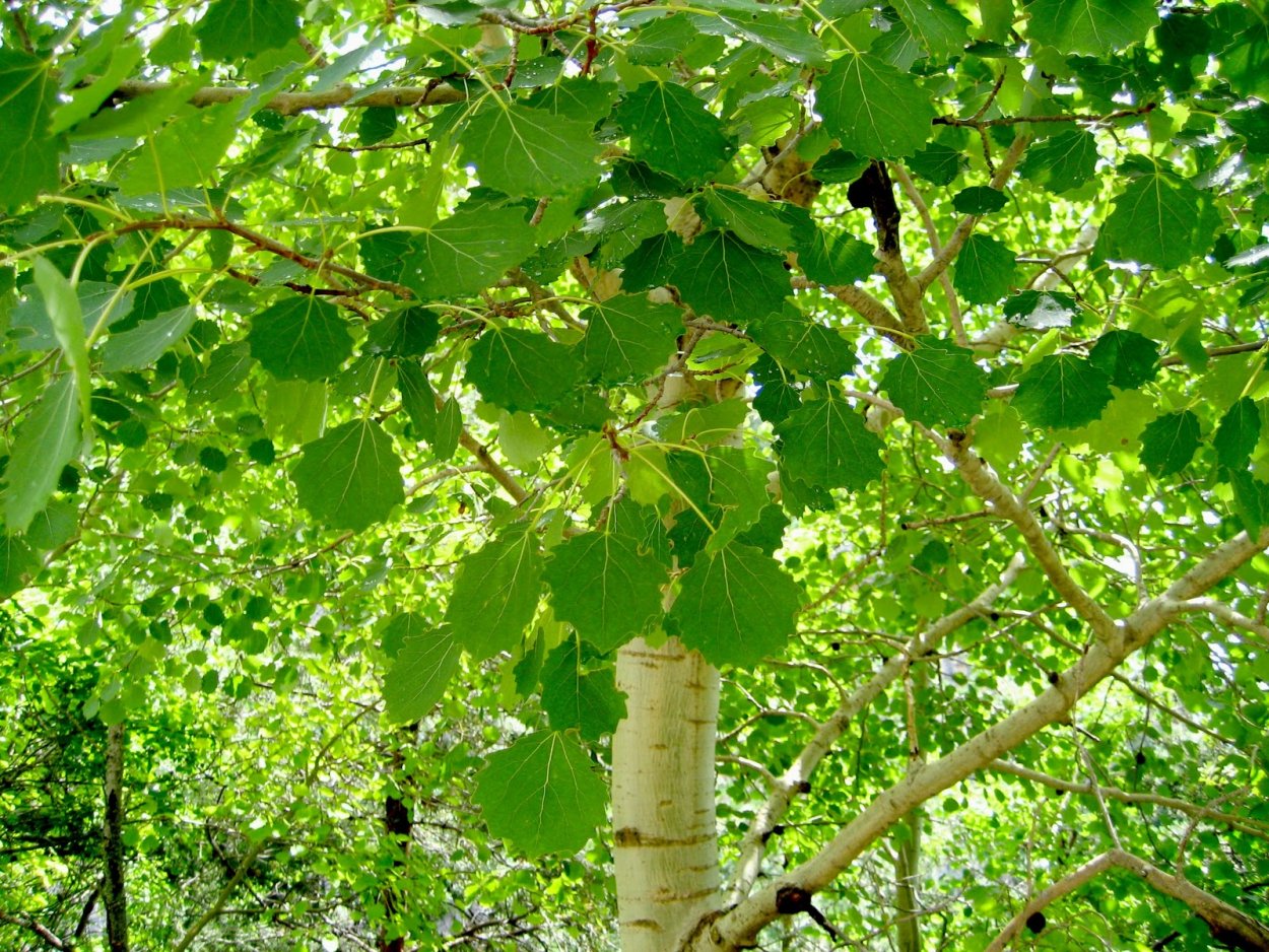 Осина (Populus tremula)