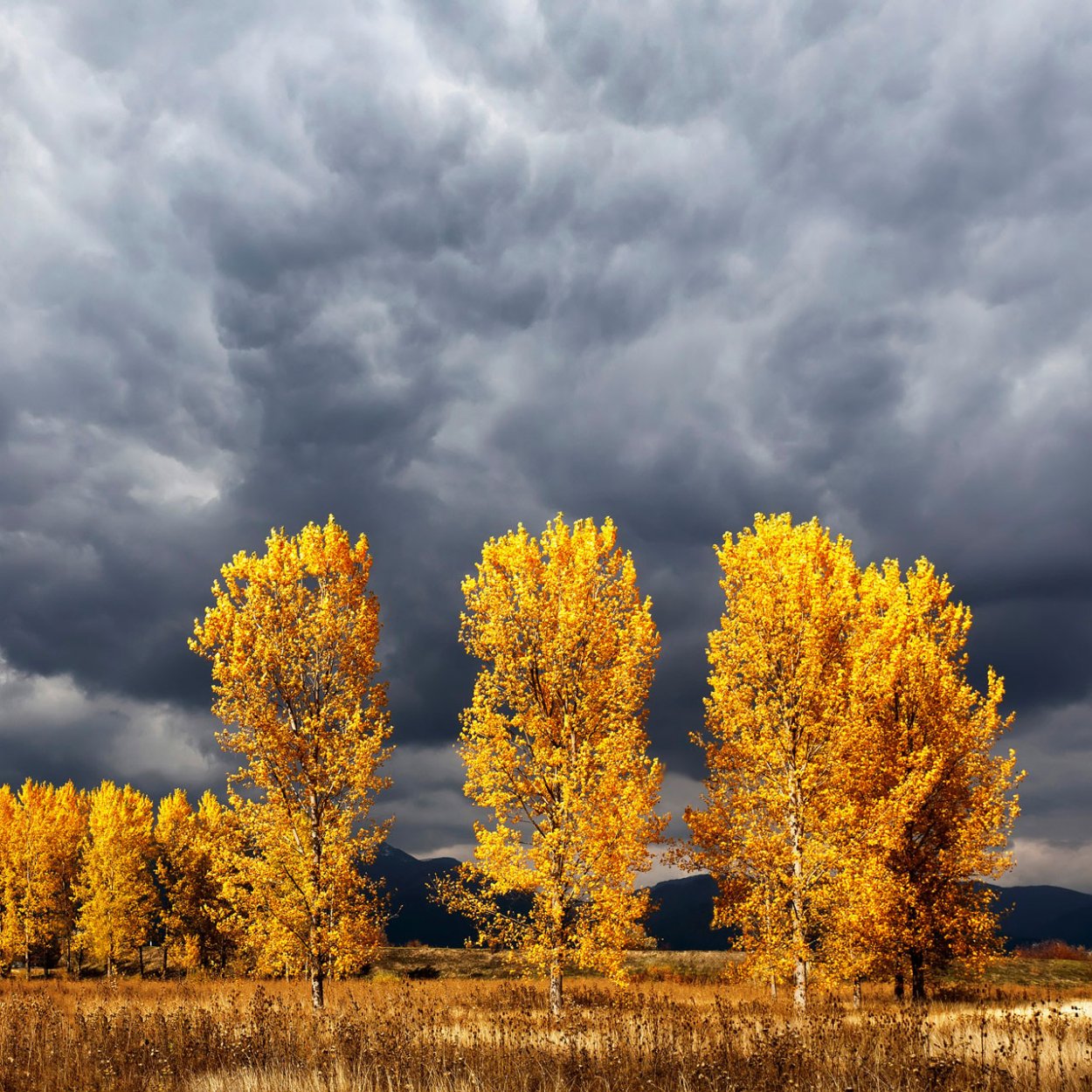 Осенний Тополь