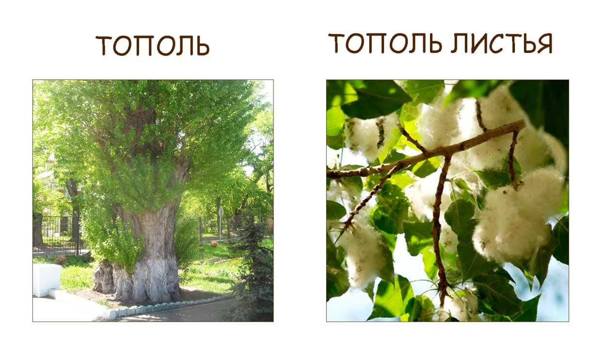 Тополь иллюстрация для детей