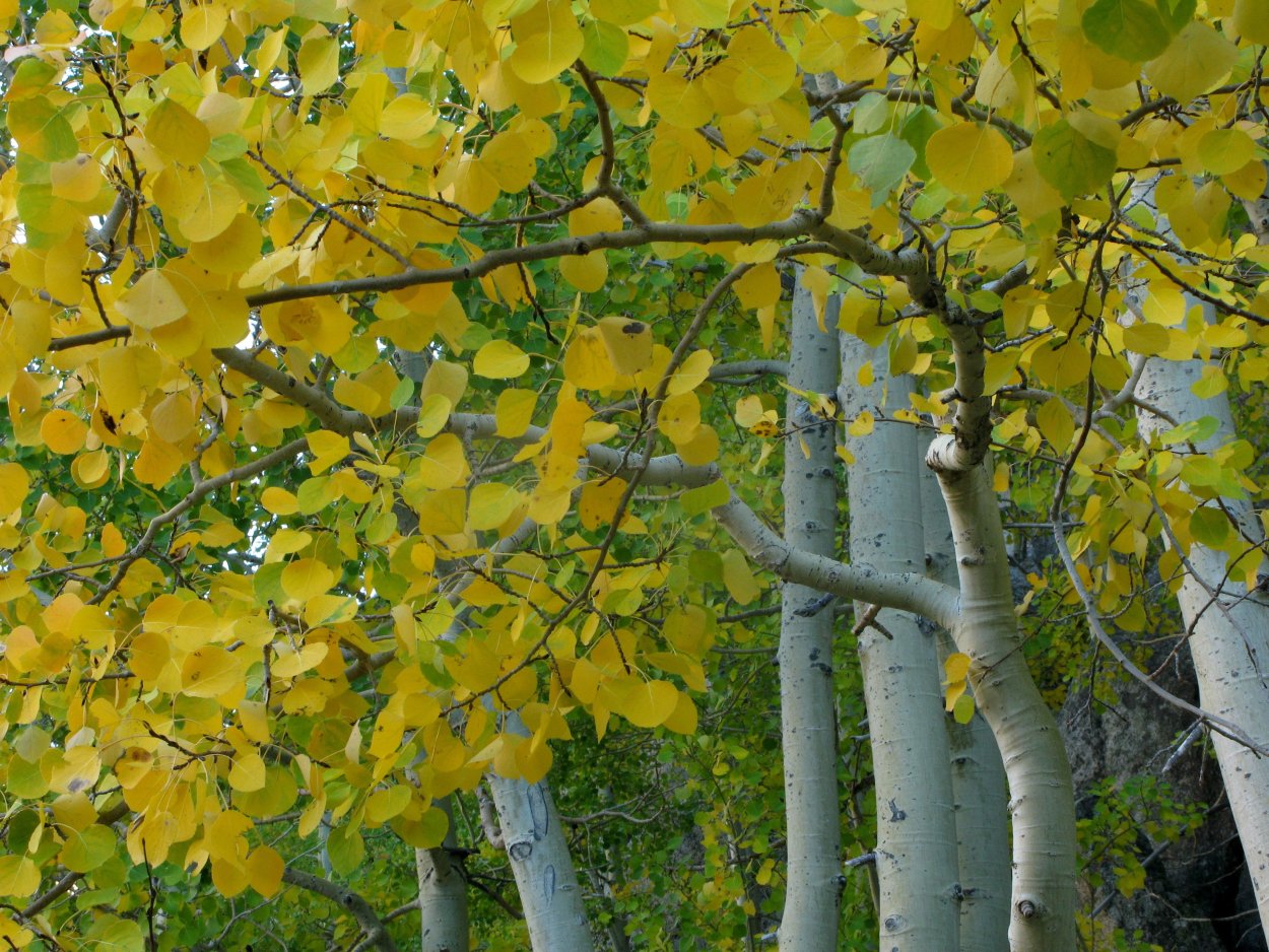 Аспен дерево