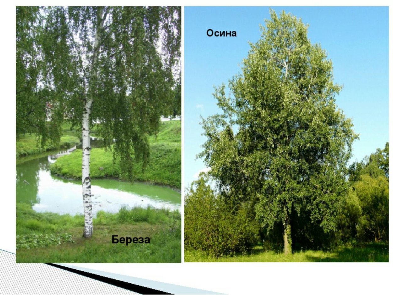 Береза Тополь осина