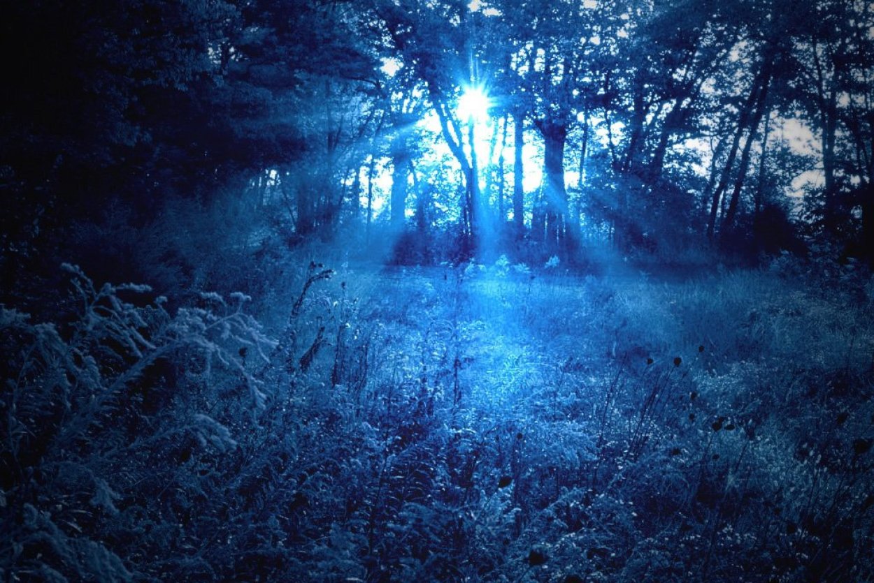 Лес в синих тонах