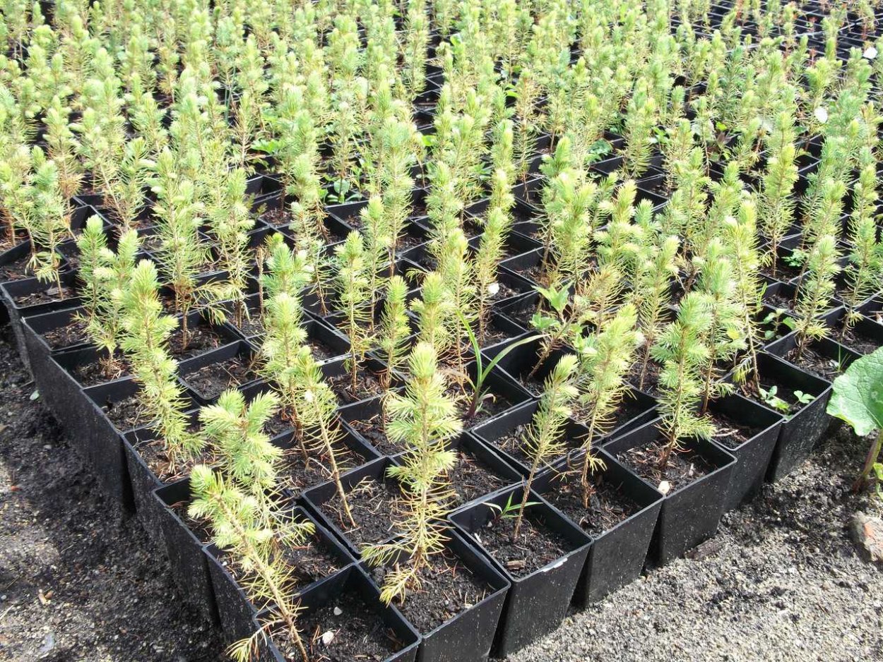 Семя сосны Веймутова семена сосны обыкновенной