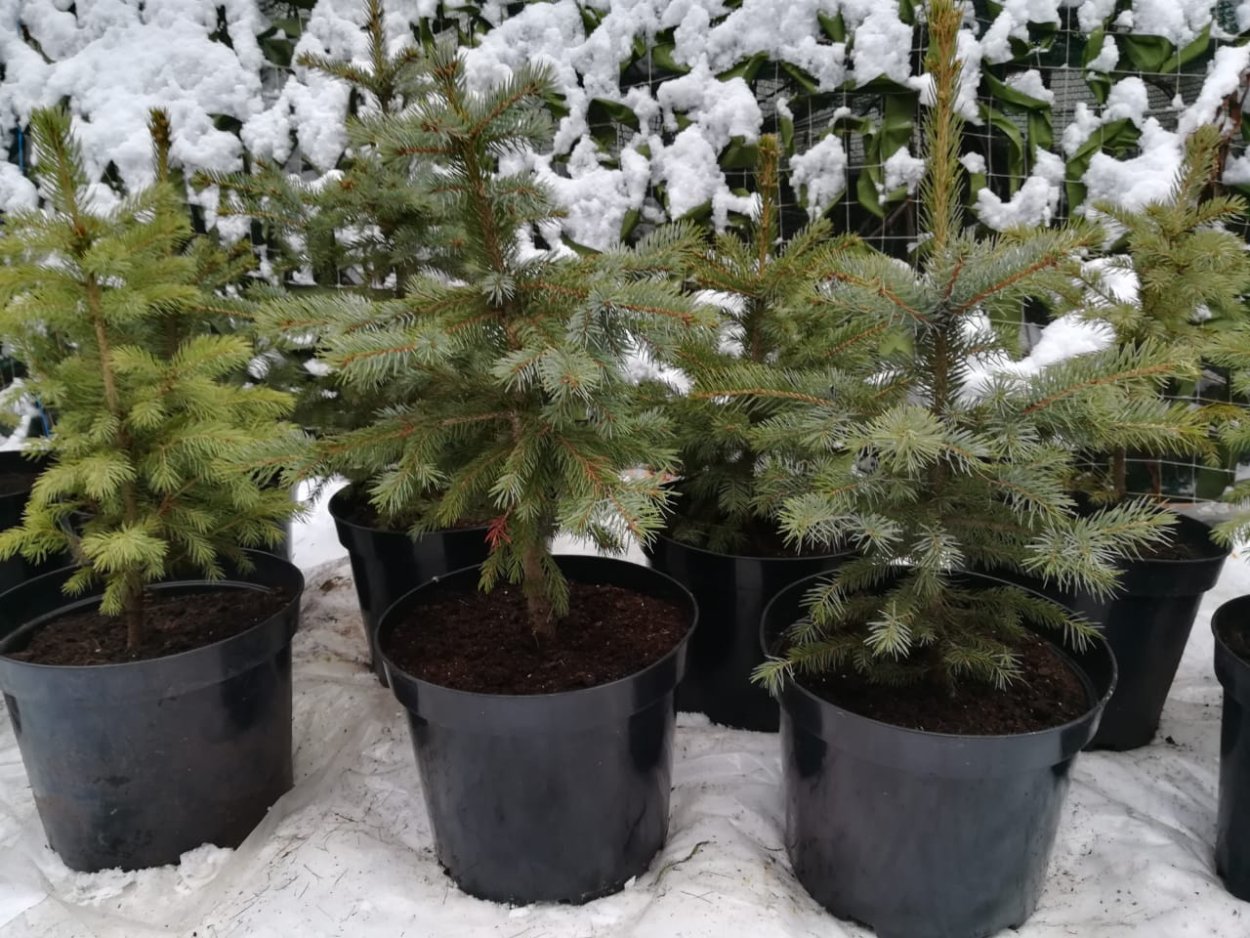 Ель голубая стратификация