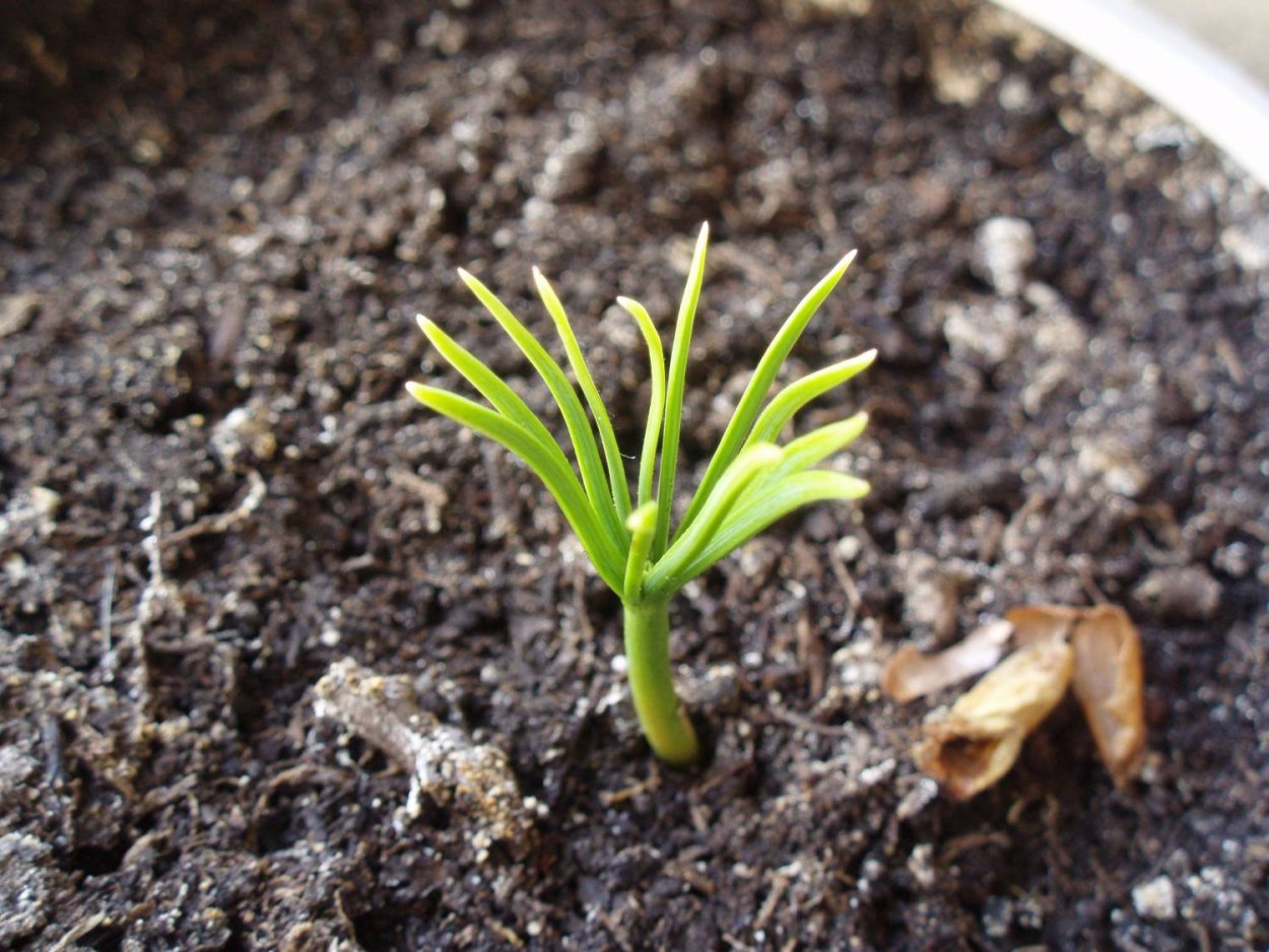 Голубая ель Росток