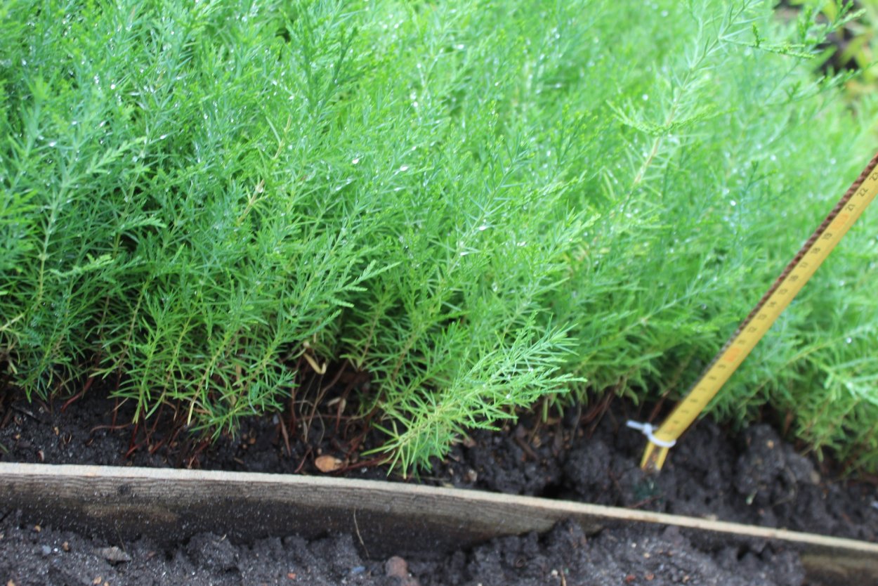 Ель обыкновенная Росток