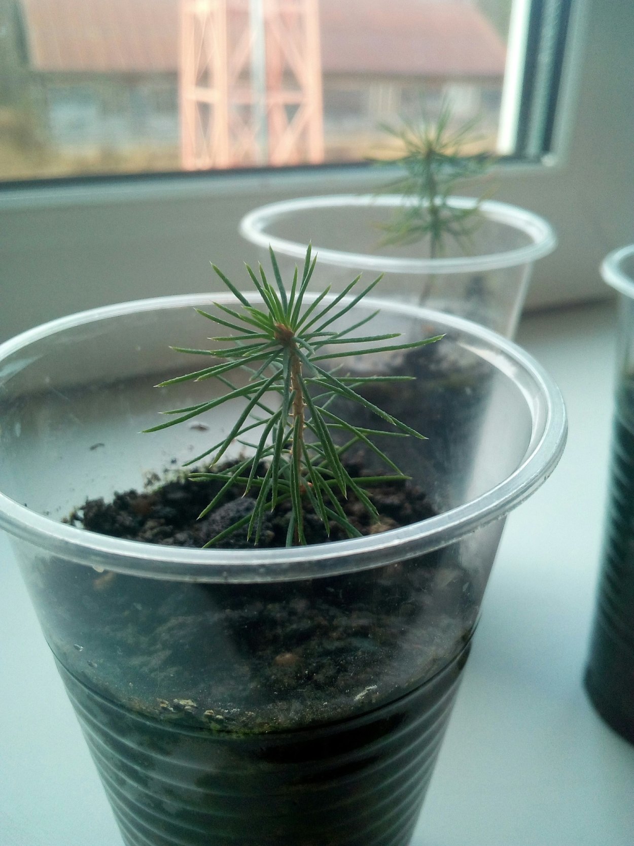 Ель из семян