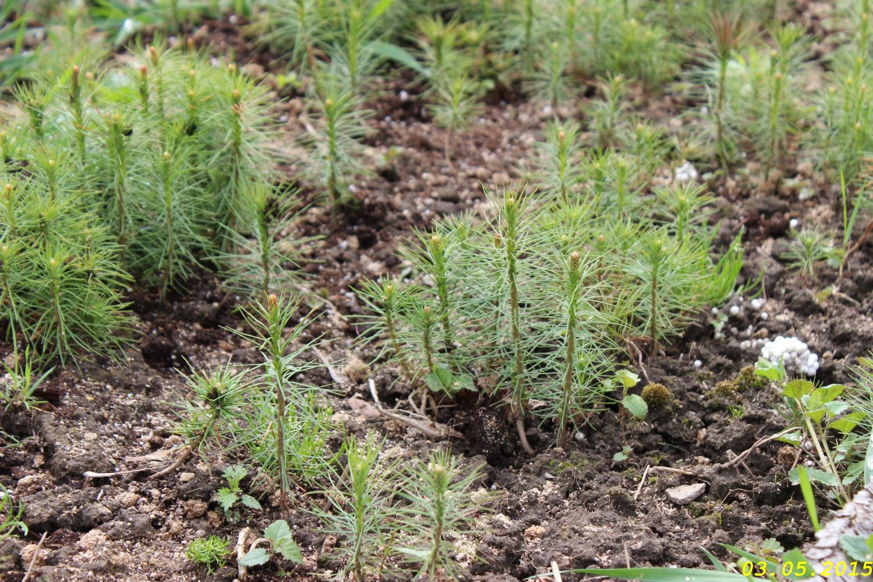 Посади дерево экология рациональное применение ресурсов