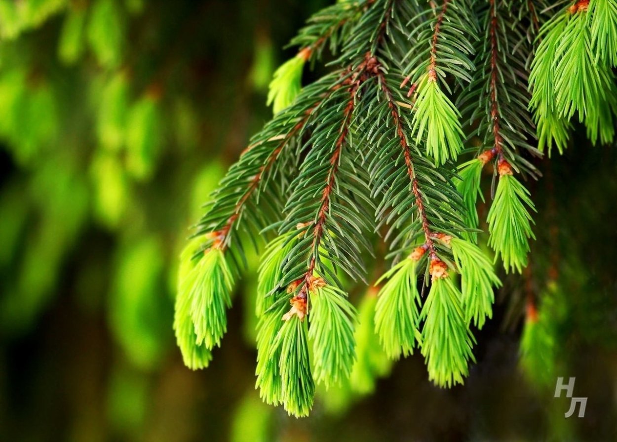 Росток плодоносный Иосиф Росток