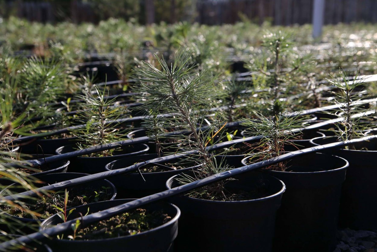 Особенности хвоинок пихты