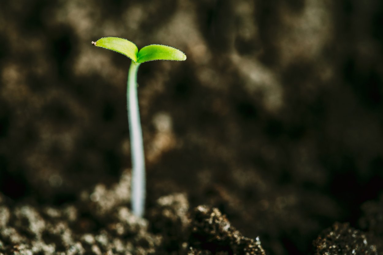 Лиственница европейская, р9