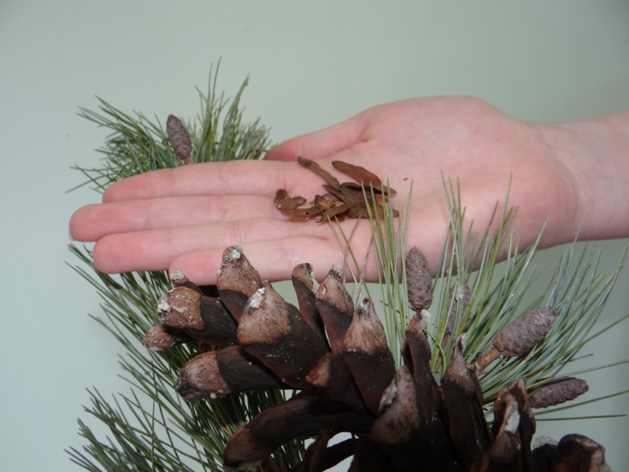 Росток елки на белом фоне