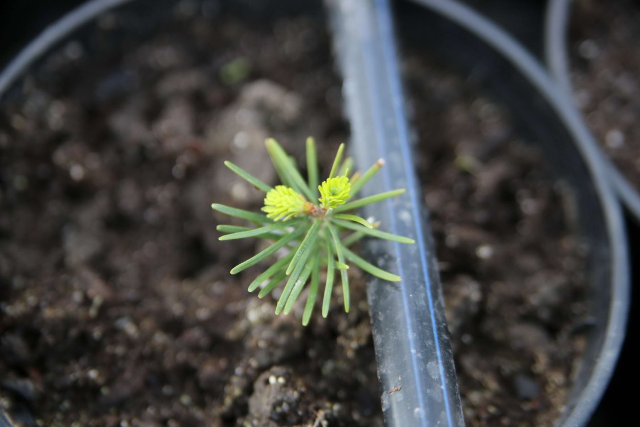 Голубая ель всходы