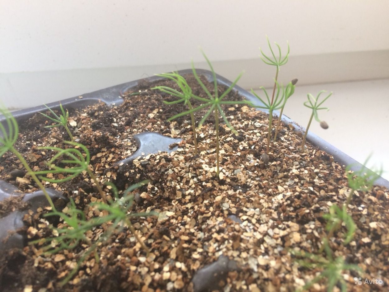 Саженцы ели