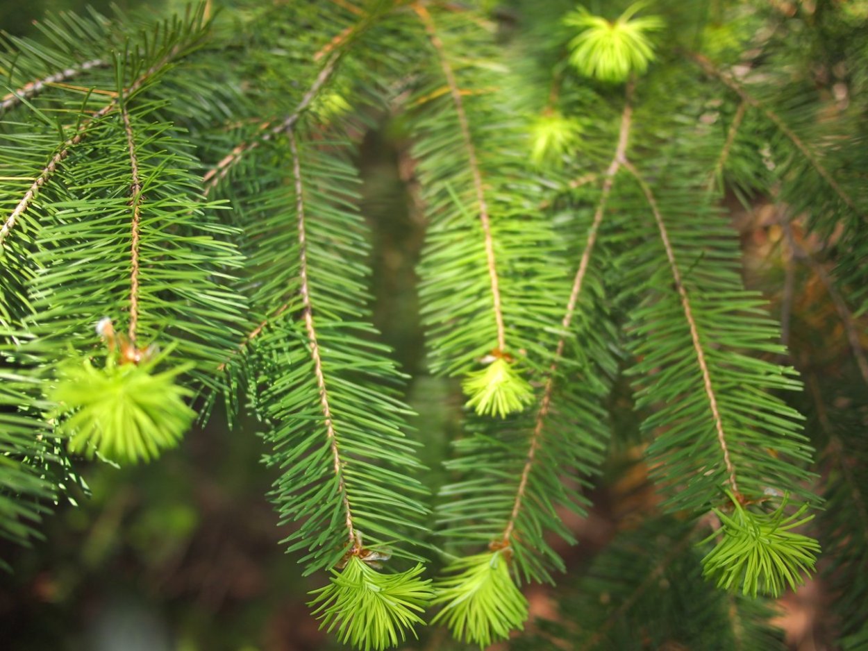 Ель голубая стратификация