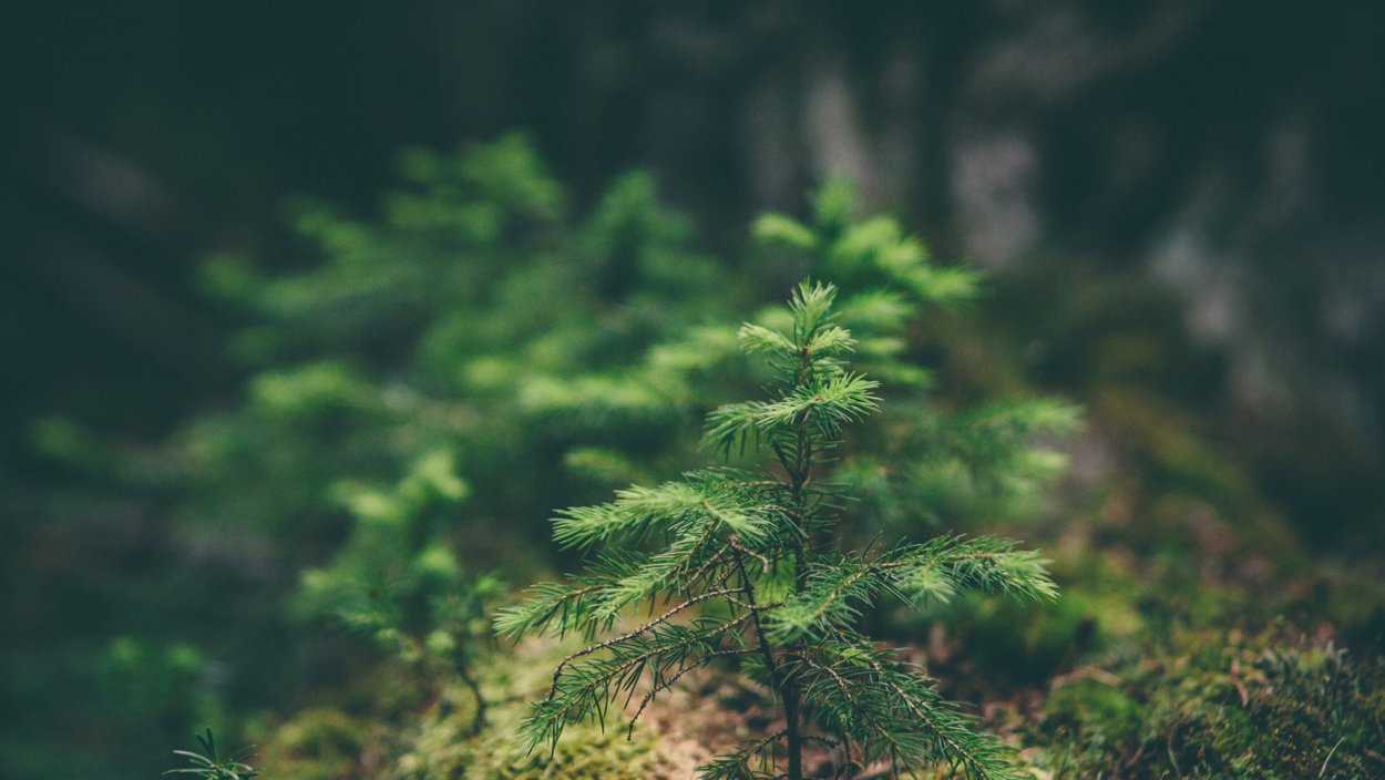 Черенки хвойных в р9