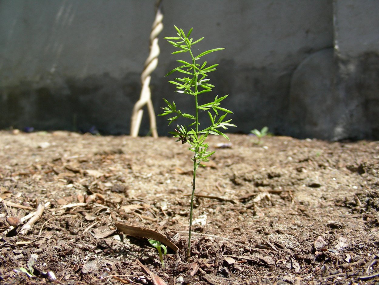 Саженцы сосны ЗКС