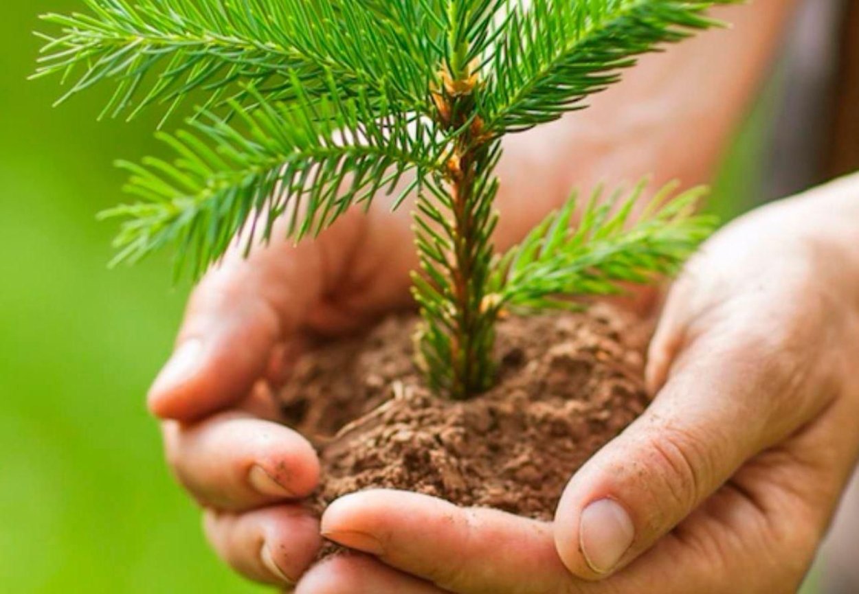 Росток сосны в горшке