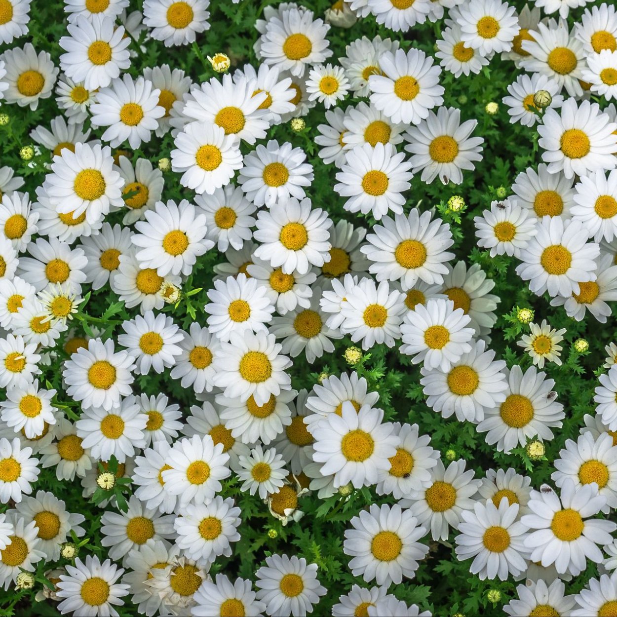 Мойчечак Гули