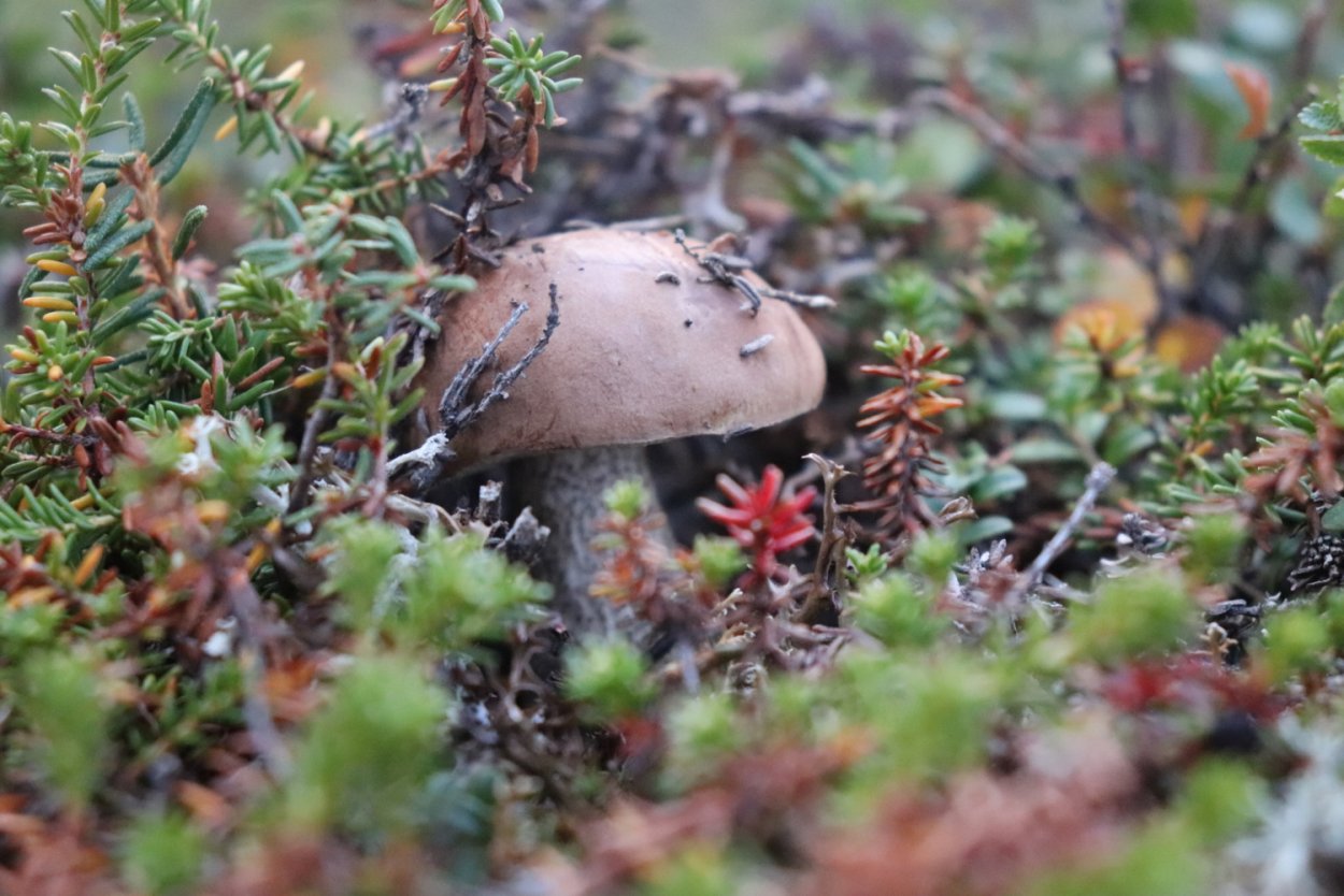 Чукотка тундра грибы