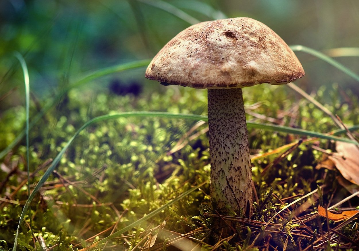 Съедобные грибы подберезовик