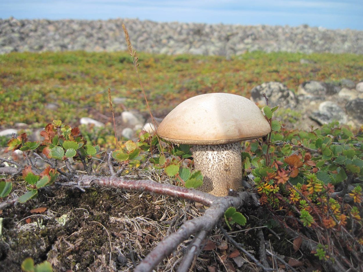 Грибы на полуострове Рыбачий Мурманской области